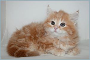 Male Siberian Kitten from Deedlebug Siberians